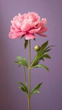 Peony flower copy space blurred background. AI Generated