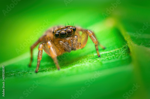 Jumping spider macro closeup on a green leaf