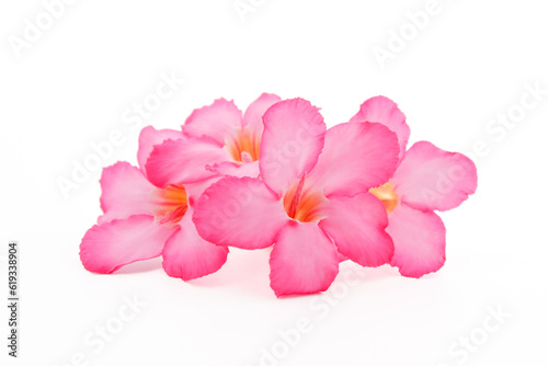 Tropical flower Pink Adenium. Desert rose on isolated white background © Nattapol_Sritongcom