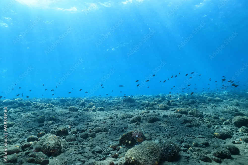 Fototapeta premium texture ocean floor background underwater surface