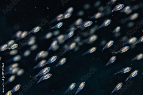 Photography flock of young small school fish under water background ocean