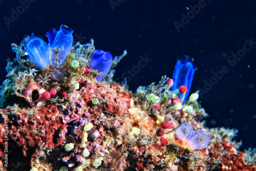 ascidia underwater wildlife animal tropical sea photo