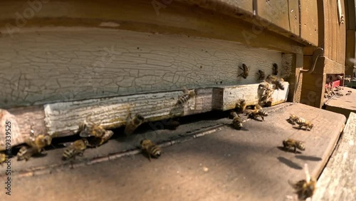 honey bees buzzing at the entrance of a bee hive, traditional natural beekeeping, common polinators,Apis Mellifica craniola,APiculture photo