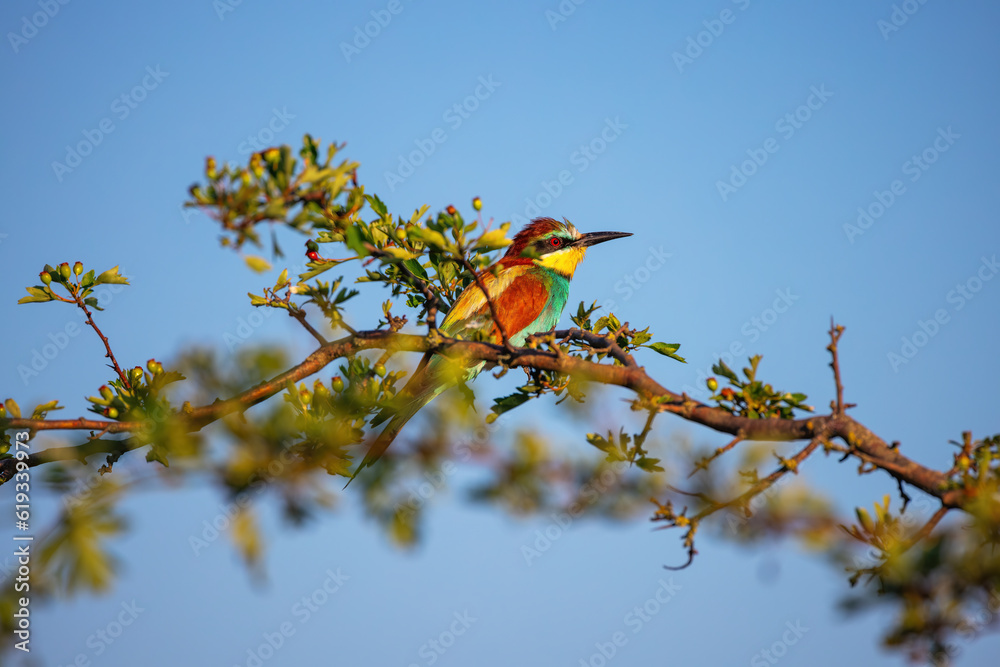 Bee-eater color bird standing on a blooming tree branch Bee-eater color bird standing on a blooming tree branch