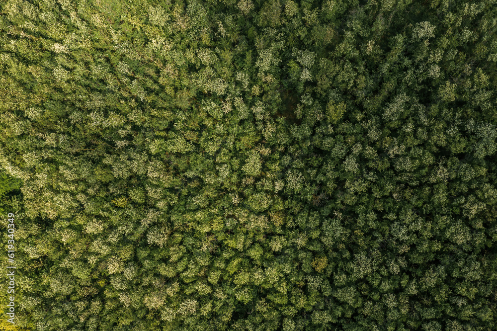 Lush green deciduous tree woodland and forest landscape aerial view from drone pov