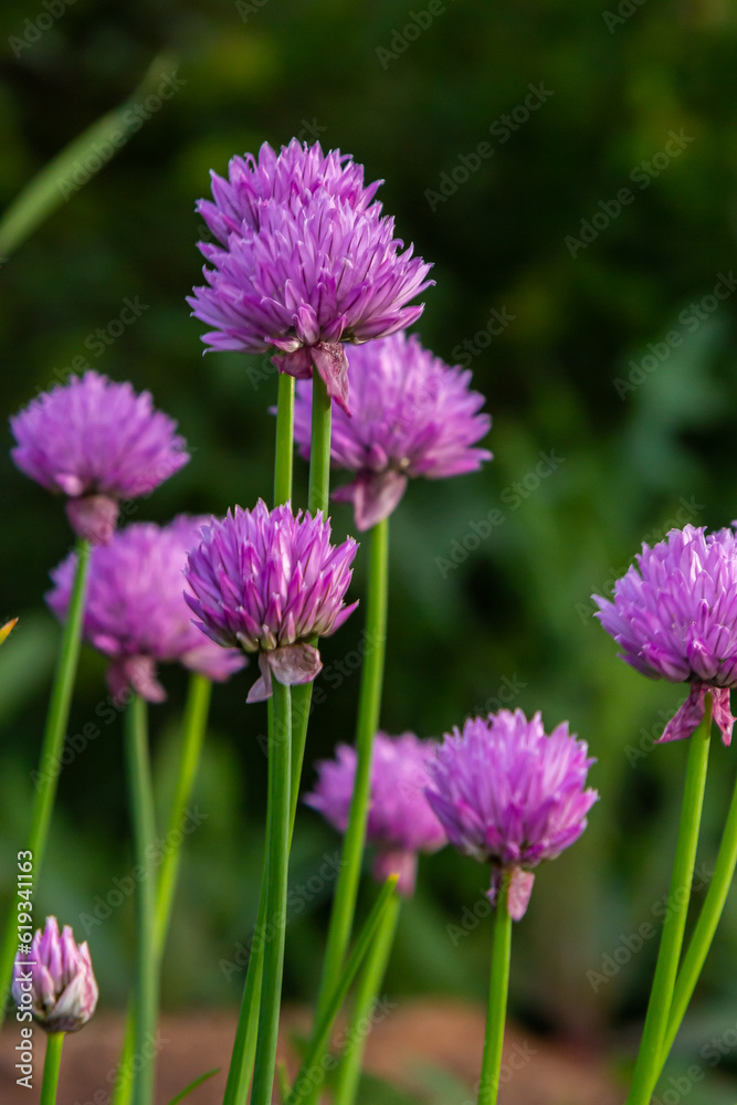 Close up view of emerging purple buds and blossoms on edible chives plants allium schoenoprasum Close up view of emerging purple buds and blossoms on edible chives plants allium schoenoprasum