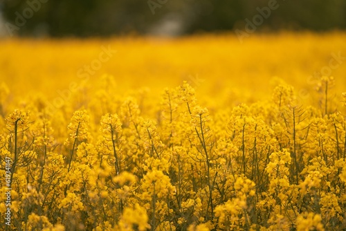 Blooming canola flowers. The canola flowers, also known as rapeseed flowers, add a burst of color to the agricultural field © AlexGo