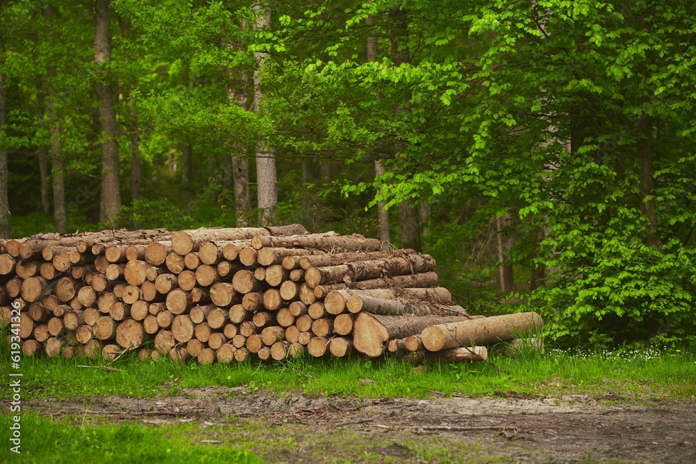 Deforestation is a threat to the environment and sustainability. The stumps of the cut-down trees. Damage caused by human activities Deforestation is a threat to the environment and sustainability. The stumps of the cut-down trees. Damage caused by human activities