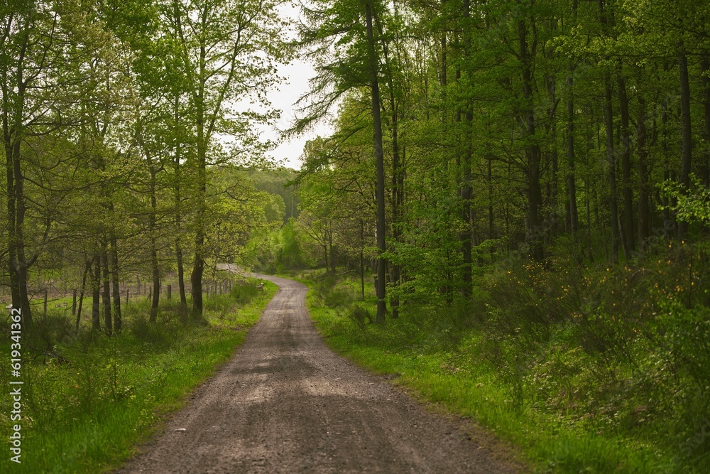 Trail through tall trees in a green woods. Spring forest road landscape. Wilderness background Trail through tall trees in a green woods. Spring forest road landscape. Wilderness background