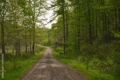 Trail through tall trees in a green woods. Spring forest road landscape. Wilderness background © AlexGo