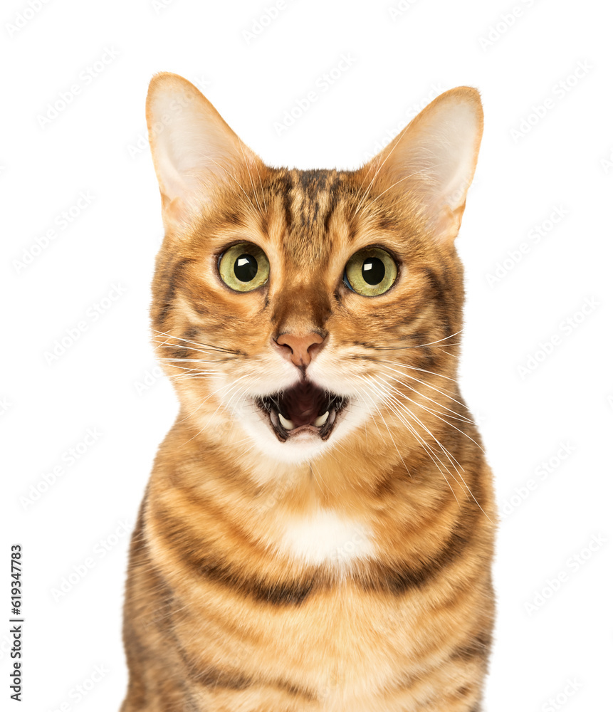 Portrait of a surprised Bengal cat on a transparent background.