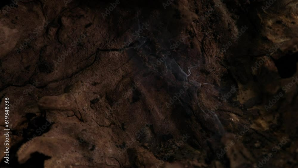 brown old snag. aged wood texture. driftwood closeup. macro shot. High quality 4k footage brown old snag. aged wood texture. driftwood closeup. macro shot. High quality 4k footage