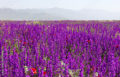 Blooming fields of Armenia on a sunny spring day