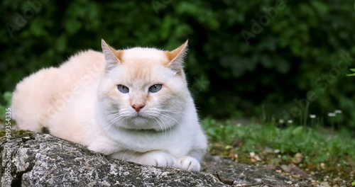 A beautiful cat with blue eyes lies on a stone in nature. Close up zoom