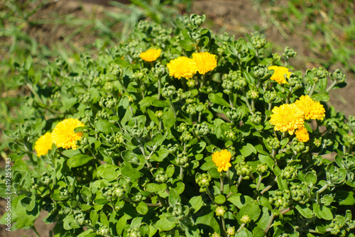 Green leaves and yellow flowers of Chrysanthemums in July