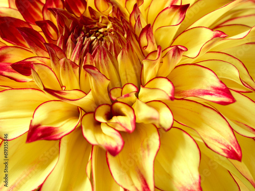 Bright yellow dahlia flower macro background