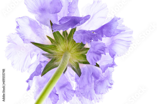Violet scabiosa flower isolated on white background photo