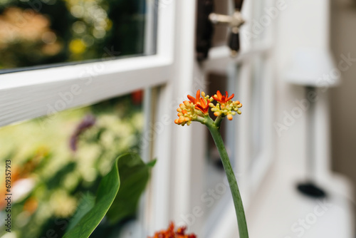 Beauty in nature unfolds. A close-up of a vivid red jatropha podagrica flower in bloom on a windowsill. No people. Freshness and floristry. photo