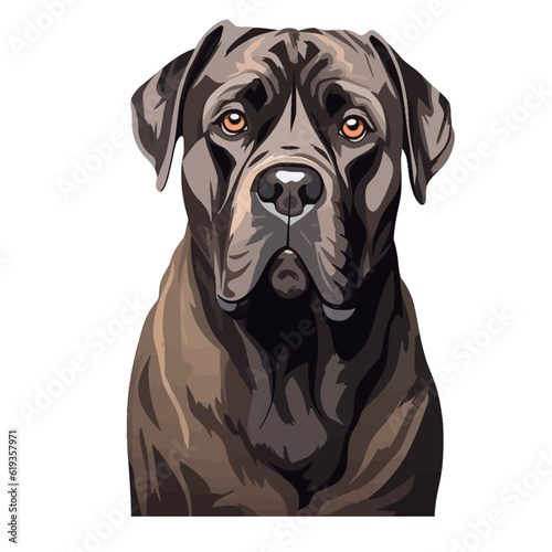 A Portrait of a Cane Corso Dog Isolated on White Background