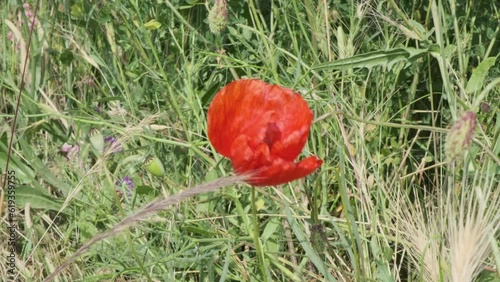 poppy in the field