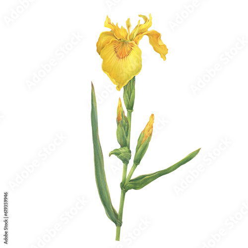 Foto Stem with flowers of the European yellow Iris pseudacorus with bud (the yellow flag, yellow iris, or water flag)