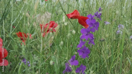 poppies and purple wildflowers
