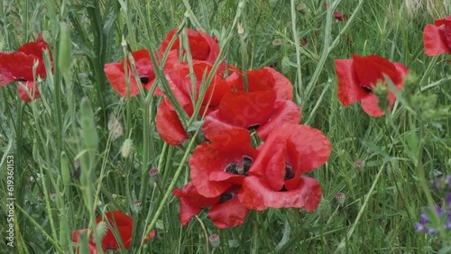 poppies
