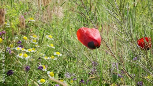 poppy