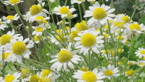 daisies