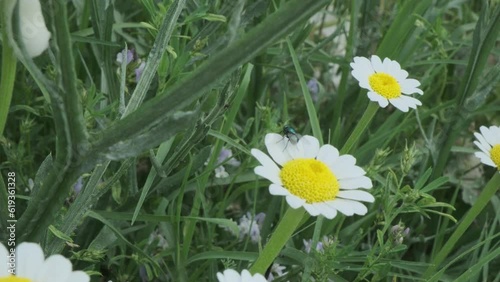 daisy in the grass and fly on it