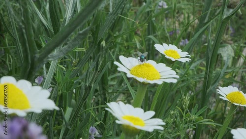 daisy in the grass and fly on it