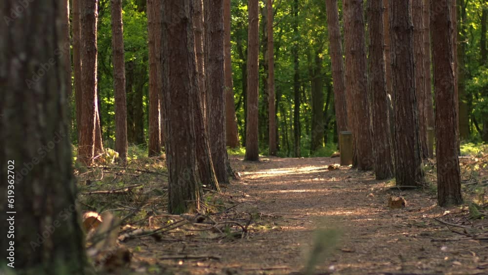 Pine forest canopy in dappled light wide shot Pine forest canopy in dappled light wide shot