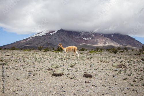 Vigogne sauvage devant volcan Équateur photo