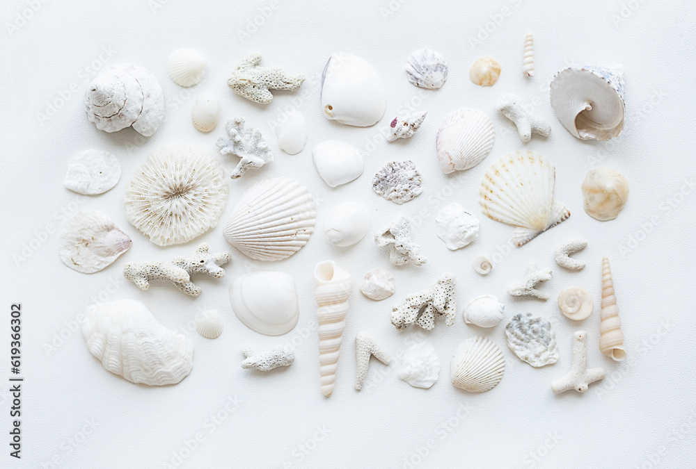 Seashells aesthetic layout. Monochrome summery background.