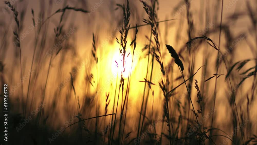 Tall grass growing silhouette in golden summer sunshine sunset Tall grass growing silhouette in golden summer sunshine sunset