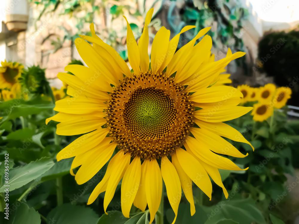 Obraz premium The sunflower looks like a big bloom.