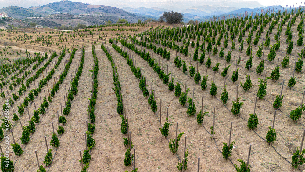 Aerial view of vineyards in the Priorat appellation of origin area in the province of Tarragona in Catalonia Spain Aerial view of vineyards in the Priorat appellation of origin area in the province of Tarragona in Catalonia Spain