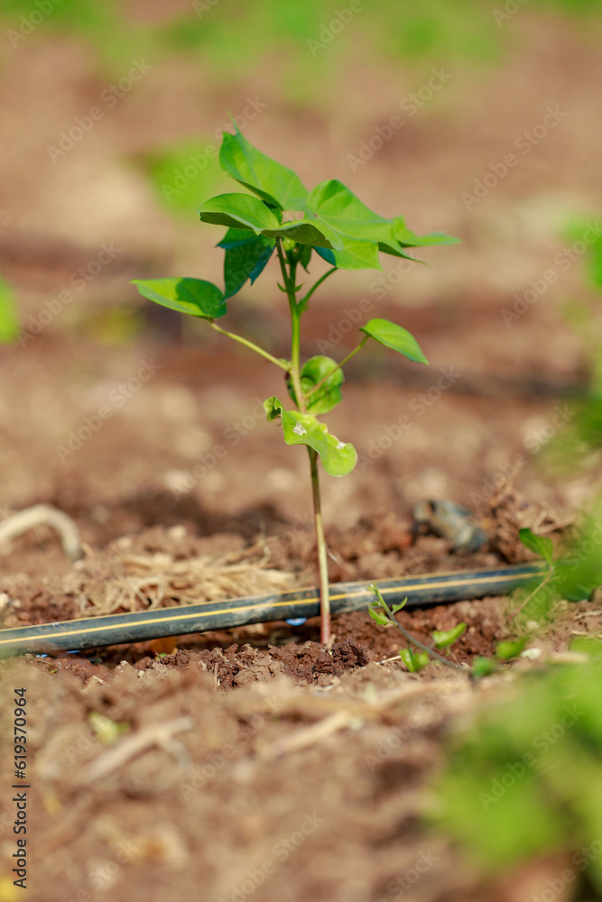 Indian farming cotton baby tree, small plant grow in farm Indian farming cotton baby tree, small plant grow in farm