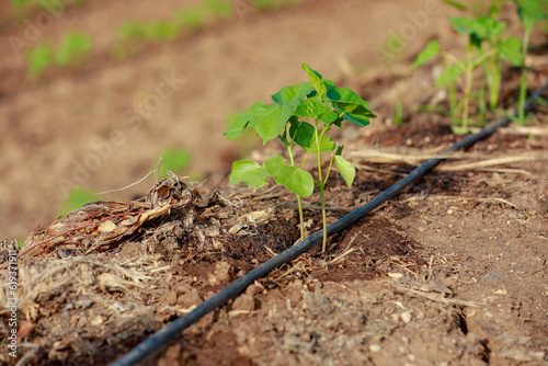 Indian farming cotton baby tree, small plant grow in farm photo