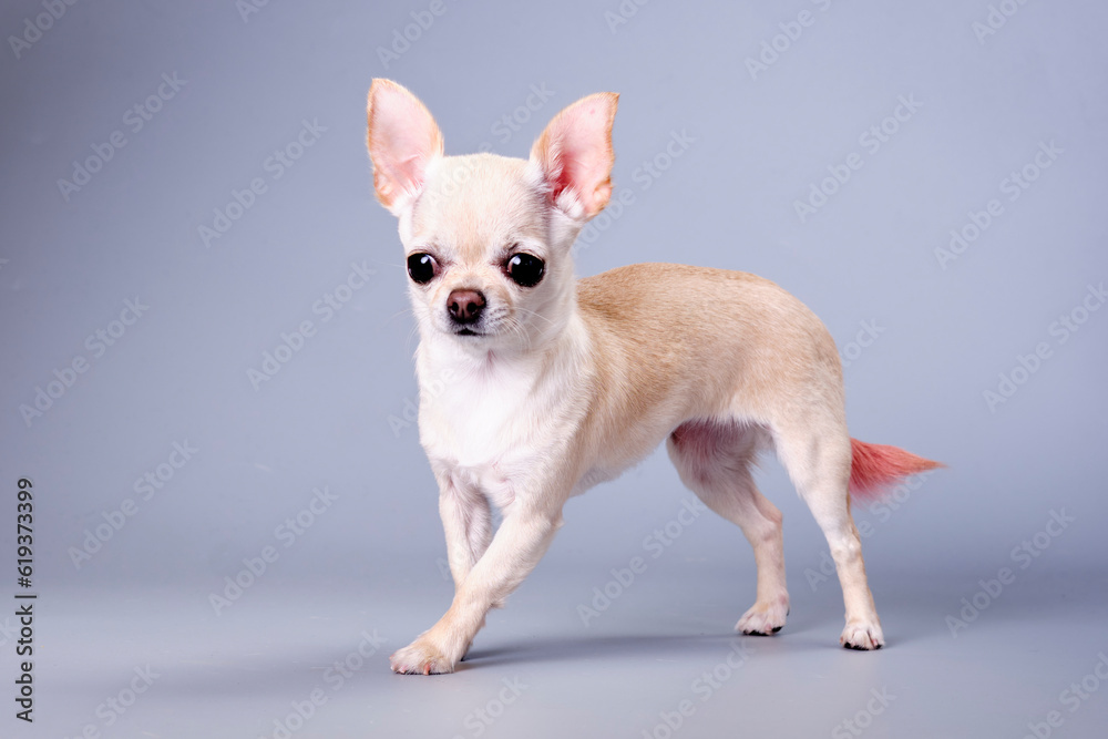 Chihuahua dog close-up on a gray background