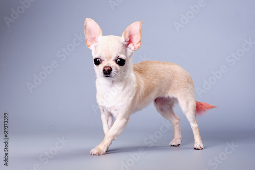 Chihuahua dog close-up on a gray background © Ihar