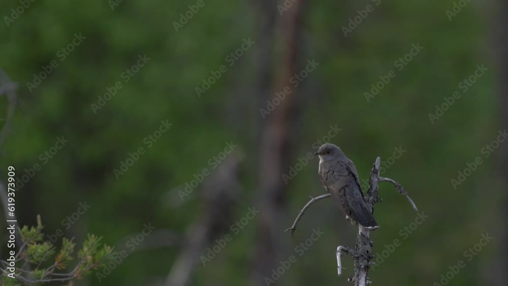 Common Cuckoo, Cuculus canorus, sitting on the tree branch in the forest, Kohmo in Finland. Bird in Europe, cuckoo in the nature habitat, grey bird. Finland wildlife.