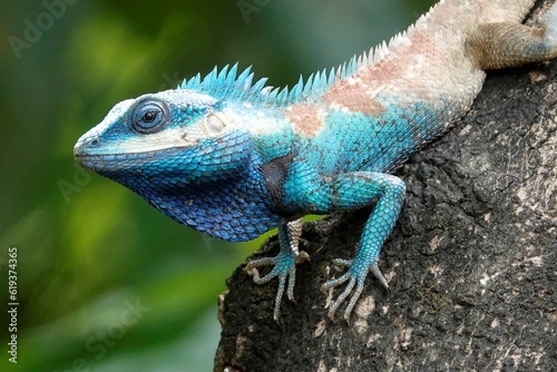 Blue crested lizard perched on a tree in a lush tropical environment, basking in the warm sunlight