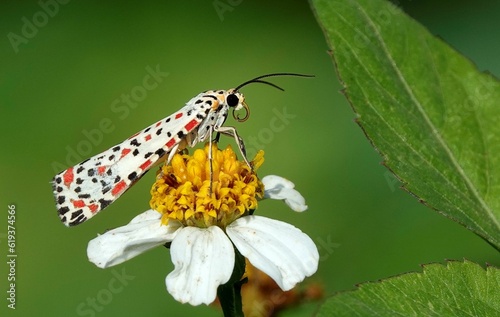 Closeup shot of an utetheisa pulchella moth perched on a flower. photo