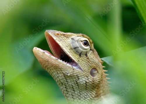 Close-up of an oriental garden lizard  Calotes versicolor  in green grass