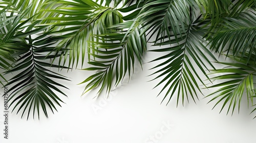 Tropical palm leaves on white background