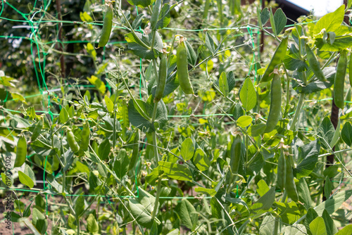 Green peas grow in the garden.