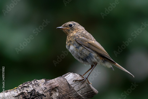 Junenile robin (Erithacus rubecula) on a branch in the forest of Brabant Brabant in the Netherlands.  © Albert Beukhof