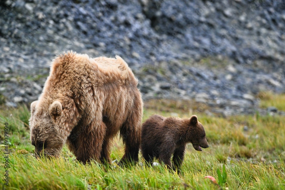 Close-up of a mother bear with her cub walking on green grass