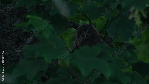 Young towny owl in the forest. Brown owl sitting on tree stump in the dark forest habitat. Beautiful animal in nature. Wildlife scene from dark spruce forest, CHKO Brdy in Czech Republic